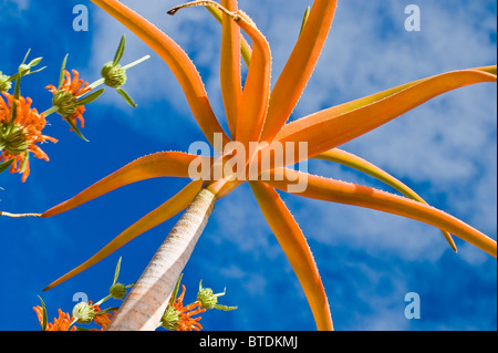 Low angle view of orange Aloe against a blue sky Stock Photo