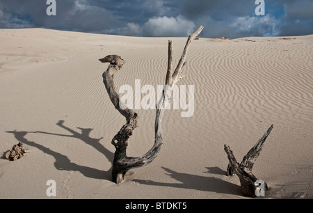 Dead trees on the sand dunes Stock Photo