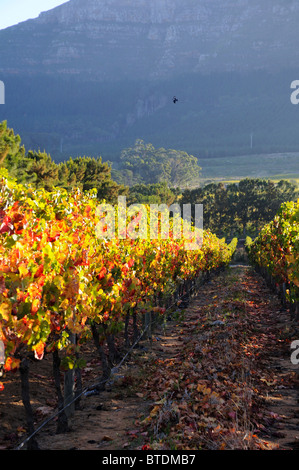 Uitsig Wine Farm Stock Photo