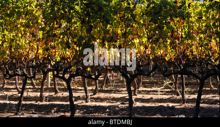 Uitsig Wine farm showing the stems of the vines Stock Photo