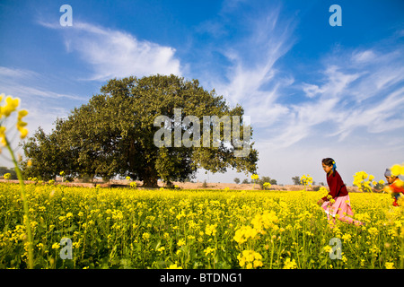 Young school girl, Jasbir Kaur, runs along a yellow mustard field with smaller brother in Chita Kalaan village, Punjab, India. Stock Photo