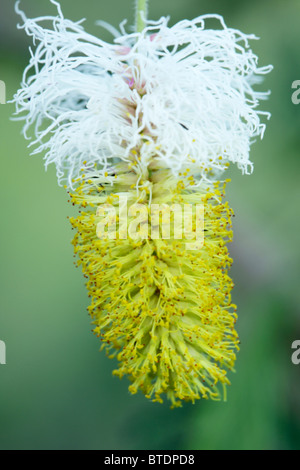 A sickle bush (Dichrostachys cinerea) flower Stock Photo