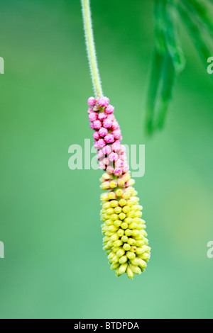 A  sickle bush  (Dichrostachys cinerea) flower prior to opening Stock Photo