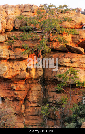 A rock fig tree growing in a crack on a cliff face Stock Photo