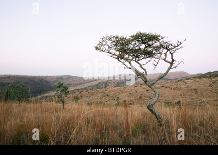 Scenic landscape with lone tree in the foreground Stock Photo