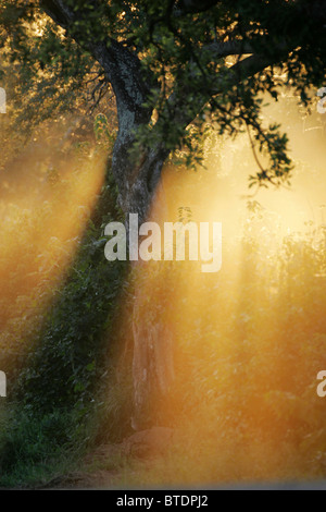 A tree with sunlight giving halo effect through the canopy of leaves Stock Photo