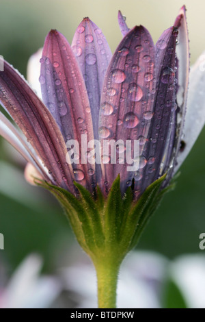 Lilac underside of white daisy petals covered in water droplets Stock Photo