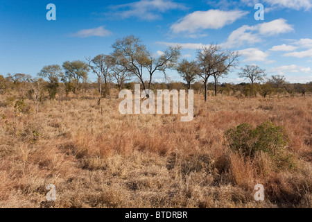 Scenic view of an Acacia nigrescens savanna during the dry season Stock Photo