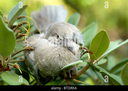 A young fledgling Collared Dove finds a safe place to sit in a secluded garden Stock Photo