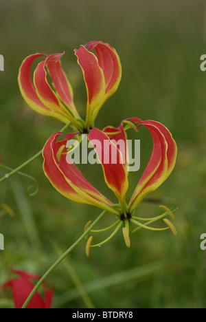 Red flame lily flower (Gloriosa superba) Stock Photo
