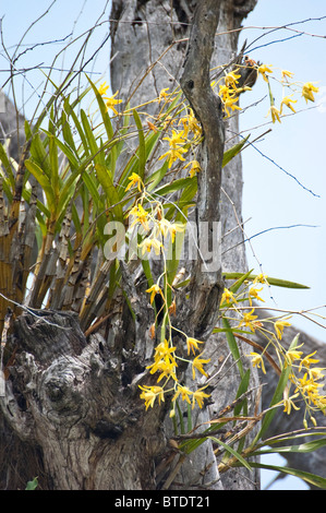 Indigenous African tree orchid (epiphyte) Stock Photo