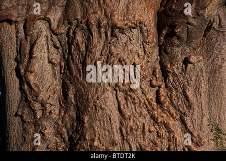 Close-up of the bark and stem of a baobab tree (Adansonia digitata) Stock Photo