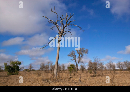 Savanna landscape with a dead Acacia tree during the dry season Stock Photo