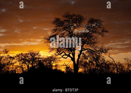 Moody bushveld sunrise with Acacia tree silhouette Stock Photo