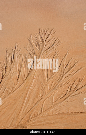 Patterns in beach sand resembling trees etched in the sand Stock Photo