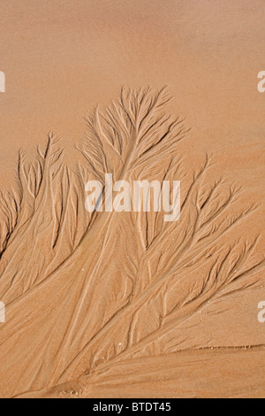 Patterns in beach sand resembling trees Stock Photo - Alamy