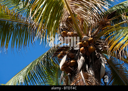 Coconuts on a palm tree Stock Photo