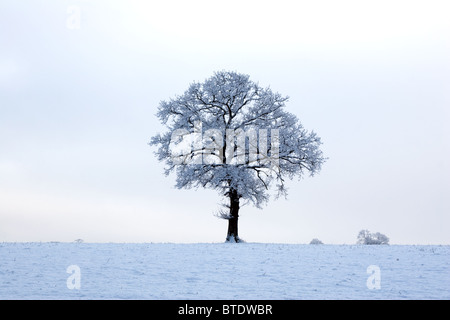 English Oak tree (Quercus robur) in snow, Buckinghamshire, England, UK Stock Photo