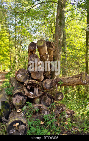 Tree trunks in a colorful forest; Baumstämme in einem Wald Stock Photo