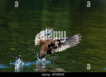 A Mallard duck lands on the lake with wings spread wide Stock Photo