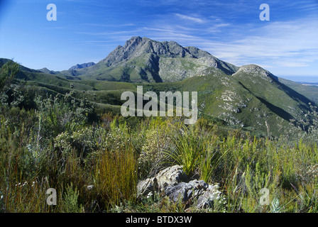 George peak (1579m amsl) in the Outeniqua Mountains of the Southern Cape Stock Photo