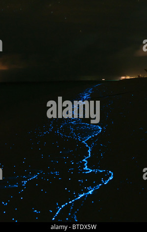 algae noctiluca bioluminescent maldivian scintillans islands alamy similar