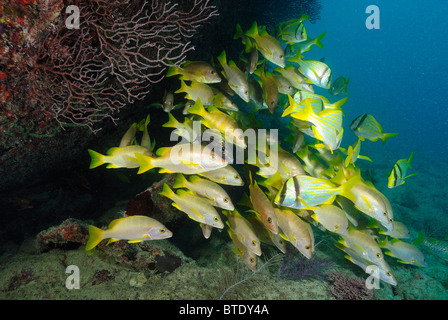 School of porkfish and schoolmaster fish off Key Largo coast, Florida, USA Stock Photo