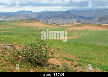 Scenic view of looking down into Kunene River Valley and Serra Cafema mountains, showing green flush from recent rains Stock Photo