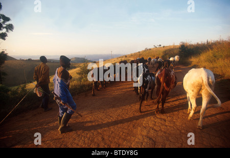 Two Zulu men herding their cattle down a track in the KwaZulu Natal Midlands Stock Photo