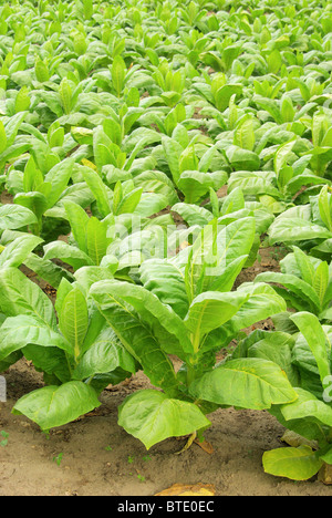 Virginischer Tabak - cultivated Tobacco 30 Stock Photo