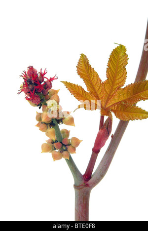 Wunderbaum - castor oil plant 22 Stock Photo