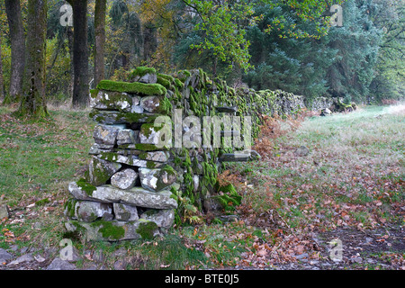 Moss covered wall at Torver Low Common, near Coniston, Lake District Stock Photo