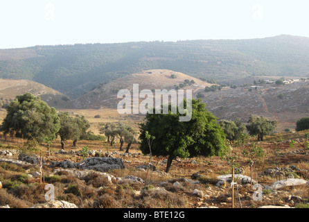 5499. Yodphat, Ancient city located in southern Galilee. Yodphat was one of the centers of the great revolt against the Romans i