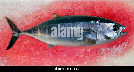 Bluefin tuna Thunnus thynnus saltwater fish bloody ice Stock Photo