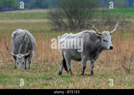 Hungarian Grey Cattle / Hungarian Steppe Cattle (Bos primigenius / Bos taurus), Hansag, Hungary Stock Photo