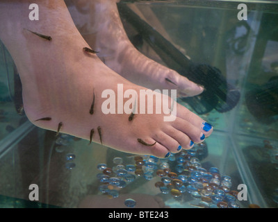 Garra Rufa fish also known as doctor fish, nibble fish or little dermatologist eating dead skin cells from someone's foot Stock Photo