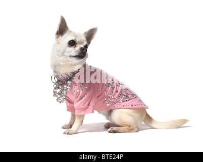 A Chihuahua sitting on a white background Stock Photo