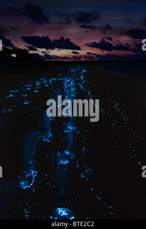 sea-sparkle-noctiluca-scintillans-blue-glowing-algae-in-water-at
