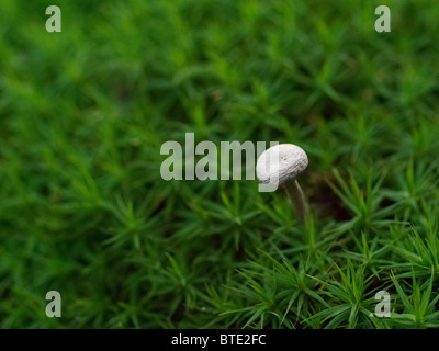 Mushroom from the Martin Breg hill forest, near Dugo Selo, Croatia. Stock Photo