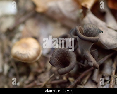 Mushroom from the Martin Breg hill forest, near Dugo Selo, Croatia. Stock Photo