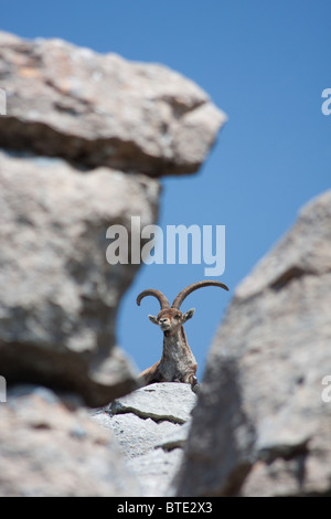 Spanish Ibex (Capra pyrenaica) in El Torcal Nature Reserve, Andalucia, Spain Stock Photo