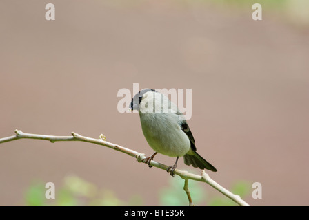 Azores Bullfinch eating and standing on a tree branch Stock Photo