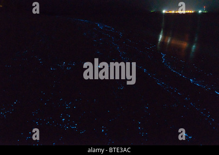 algae maldivian bioluminescent islands scintillans noctiluca alamy