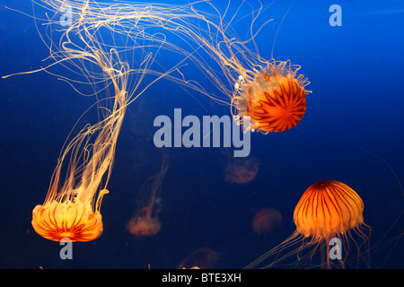 Jellyfish in Osaka Kaiyukan aquarium, Japan Stock Photo