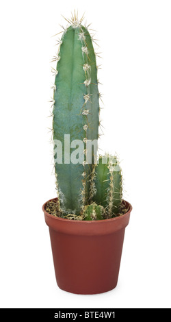 Cacti in a brown pot isolated on white background Stock Photo