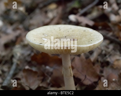 Mushroom from the Martin Breg hill forest, near Dugo Selo, Croatia. Stock Photo