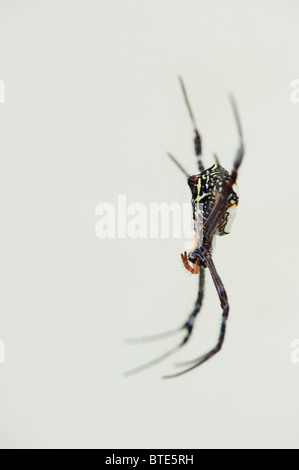 Argiope anasuja. A species of Indian orb spider on its web. India Stock Photo