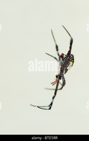 Argiope anasuja. A species of Indian orb spider on its web. India Stock Photo