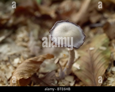 Mushroom from the Martin Breg hill forest, near Dugo Selo, Croatia. Stock Photo