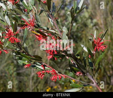 Red Spider Flower (Grevillea speciosa), Royal National Park, Sydney, Australia Stock Photo